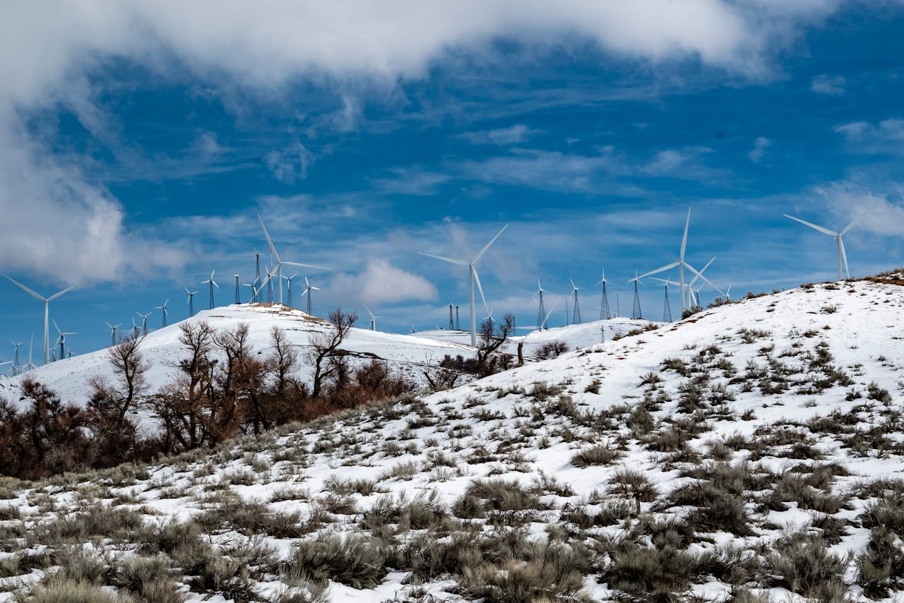 pexels photo 15830446.jpeg